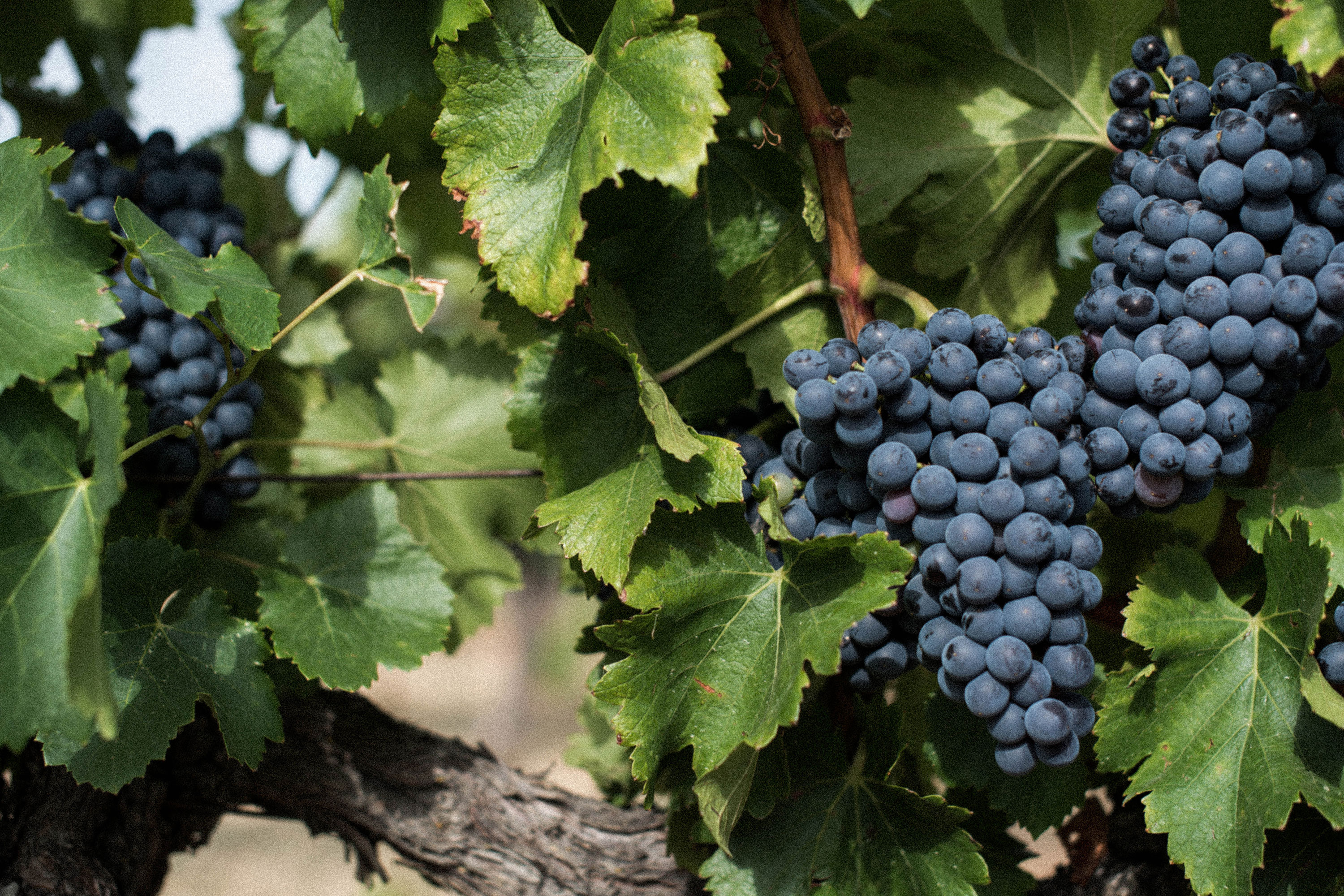 Grenache Noir AOC Vacqueyras